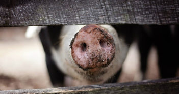 La peste porcine africaine touche aujourd’hui entre 150 et 200 millions de bêtes en Chine