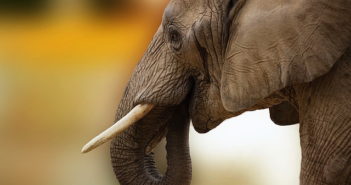 Commerce de l’ivoire : l’Union européenne devrait-elle fermer son marché intérieur de l’ivoire pour sauver les éléphants?