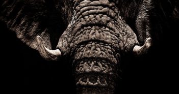 Un braconnier d’éléphants arrêté en Tanzanie