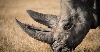 Afrique du Sud : 100 cornes de rhinocéros saisies