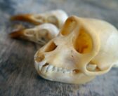 La Douane de l’aéroport de Roissy Charles de Gaulle remet 392 crânes de primates au Muséum d’histoire naturelle d’Aix en Provence