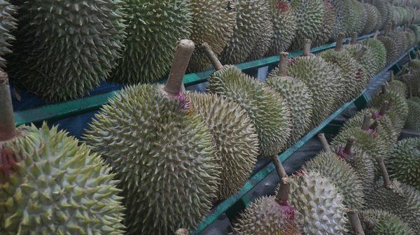 Les exportations de durians du Vietnam vers la Chine dépassent celles du 1er exportateur thaïlandais