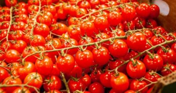 Méga Projet d’exportation de tomates-cerises vers l’Europe par l’Algérie