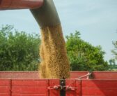 Réduction drastique des importations de céréales en Chine