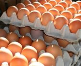 Pénurie d’œufs en Suisse – Facilitation d’importation de 10 000 tonnes d’œufs supplémentaires