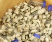 Un ressortissant chinois arrêté au Kenya avec 2000 fourmis reines