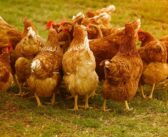 L’Ukraine renforce ses accords et compte intensifier ses exportations de poulets en 2026