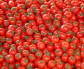 Suspension des exportations de tomates fraiches par le Burkina Faso