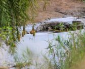 L&rsquo;Inde envisage de lutter contre l&rsquo;immigration clandestine avec des crocodiles et des serpents