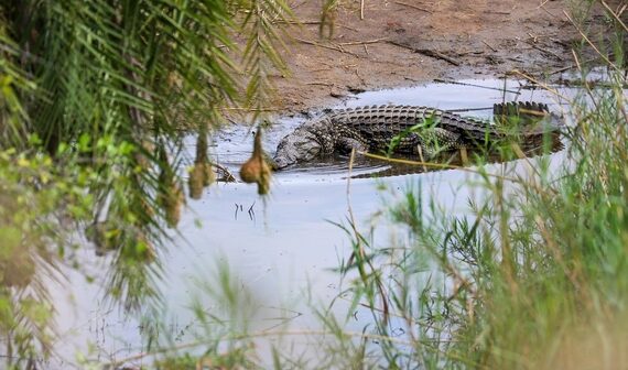 L&rsquo;Inde envisage de lutter contre l&rsquo;immigration clandestine avec des crocodiles et des serpents