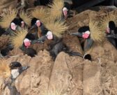 Saisie de grues couronnées, hyènes, porc-épic par les Douanes du Nigeria (espèces menacées)