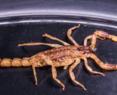 Afrique du Sud : un homme arrêté avec 150 scorpions venimeux vivants cachés dans ses vêtements