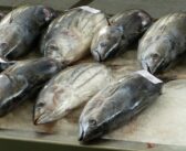 🇬🇦🇪🇺 Gabon : l’accord de pêche avec l’Union européenne non renouvelé