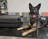 Allemagne : 9 kilos de cocaïne découverts à l’aéroport de Düsseldorf